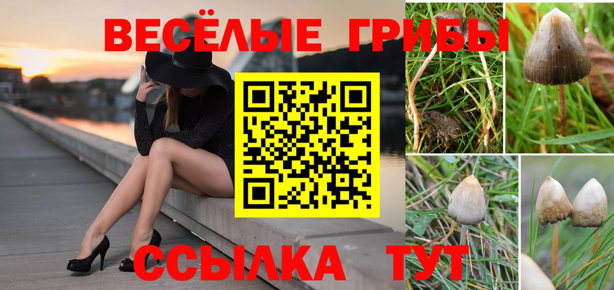 Клинцы  Галлюциногенные грибы Cubensis  Вход с VPN 